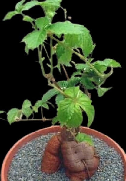 Cyphostemma Simulans 5 Pieces Seeds