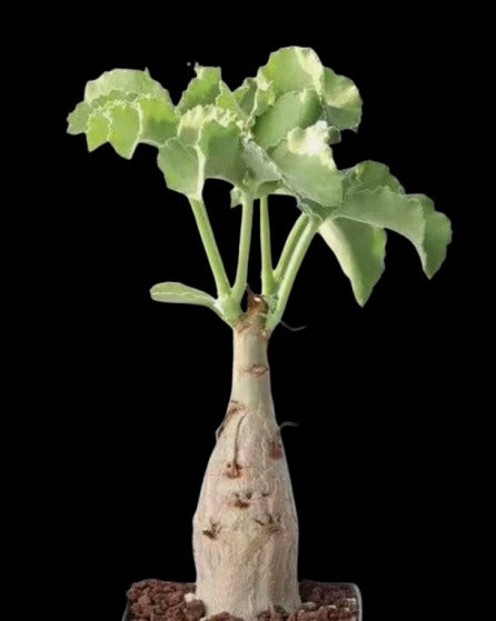 Cyphostemma uter var macropus ( Angola ) 6 Pieces Seeds