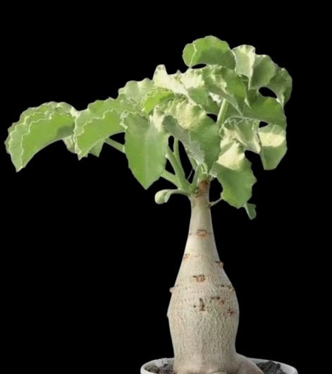 Cyphostemma uter var macropus ( Angola ) 6 Pieces Seeds