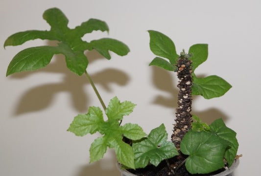 Dorstenia Contrajerva 6 Pieces Seeds
