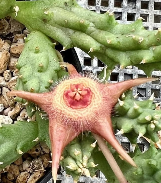 Duvalia corderoyi 6 Pieces Seeds