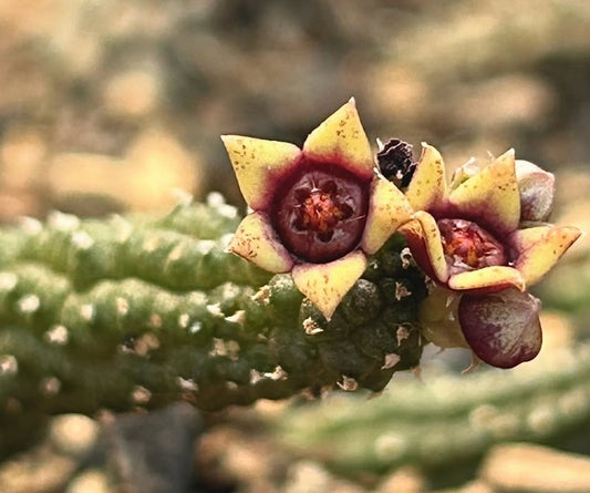 Echidnopsis scutellata 5 Pieces Seeds