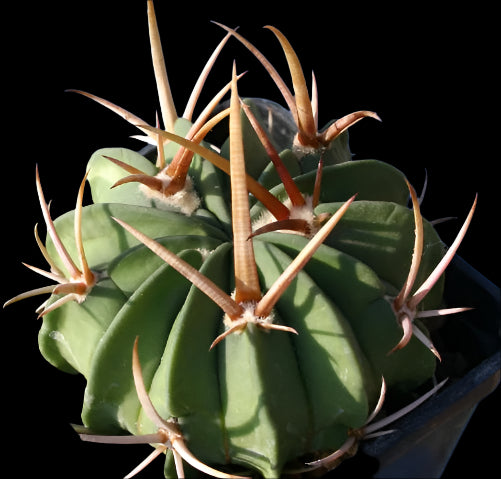 Echinofossulocactus coptonogonus 30 Pieces Seeds