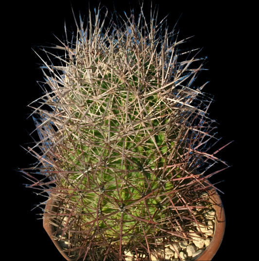 Echinomastus johnsonii 10 Pieces Seeds