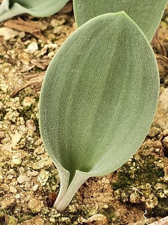 Eriospermum namaquensis 2 Pieces Seeds