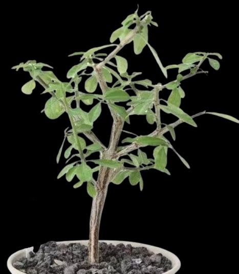 Euphorbia aff polyantha 5 Pieces Seeds