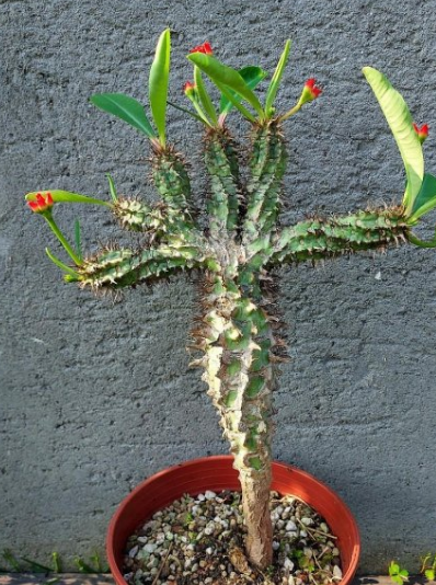 Euphorbia bergeri 10 Pieces Seeds