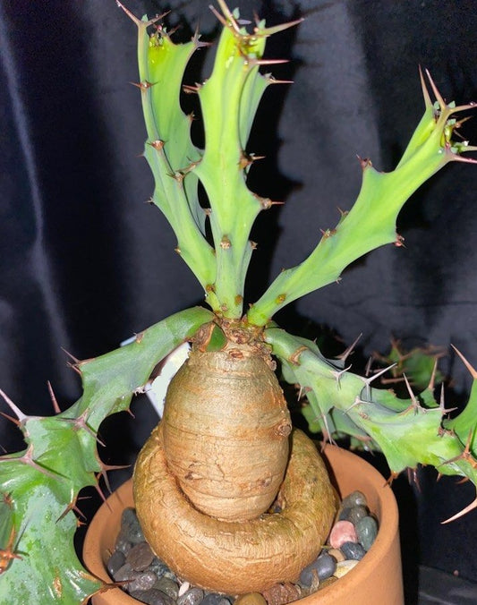 Euphorbia buruana 5 Pieces Seeds