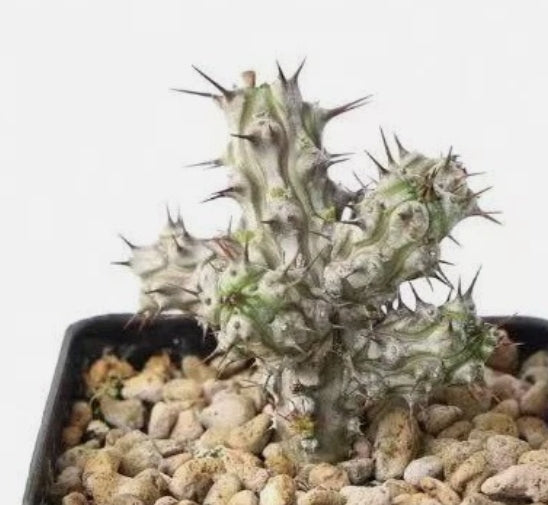 Euphorbia corniculata 7 Pieces Seeds