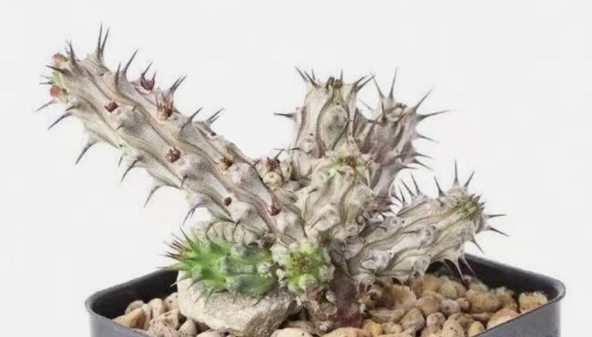 Euphorbia corniculata 7 Pieces Seeds