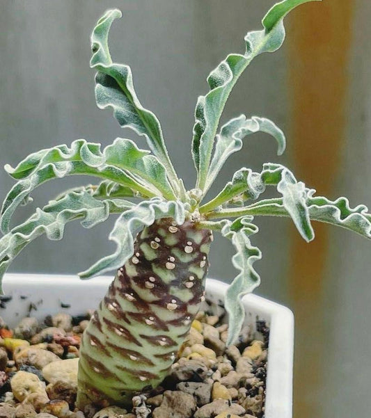 Euphorbia hadramautica 5 Pieces Seeds