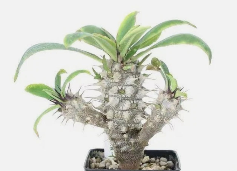 Euphorbia horombensis 7 Pieces Seeds