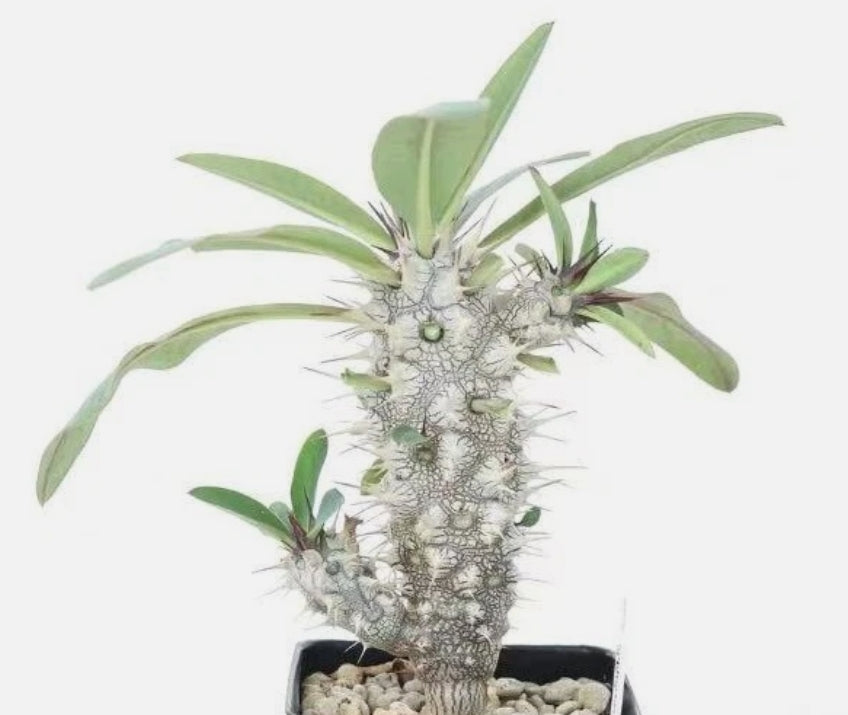Euphorbia horombensis 7 Pieces Seeds