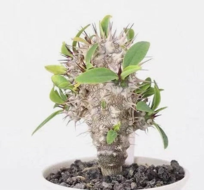 Euphorbia horombensis 7 Pieces Seeds