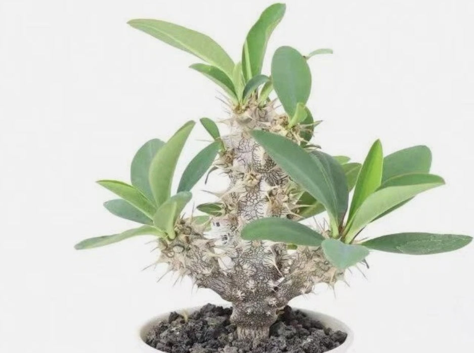 Euphorbia horombensis 7 Pieces Seeds