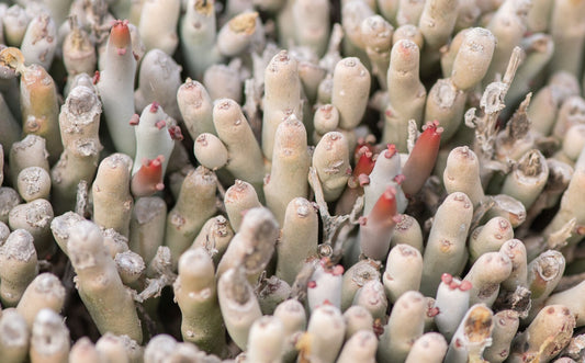 Euphorbia mtolohensis 15 Pieces Seeds