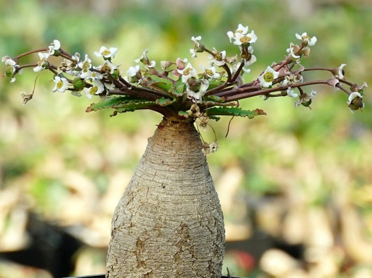 Euphorbia spannringii (fishbone) 5 Pieces Seeds