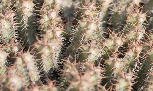 Euphorbia Spiralis 15 Pieces Seeds