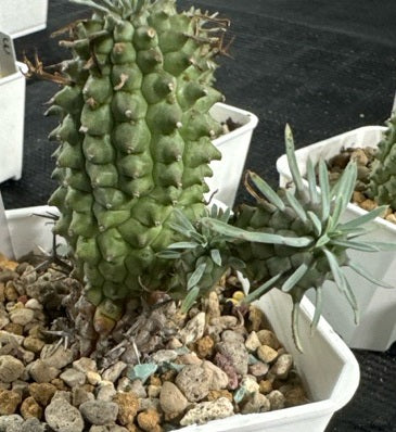 Euphorbia stellaespina 10 Pieces Seeds