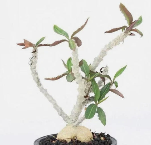 Euphorbia suzannae 5 Pieces Seeds