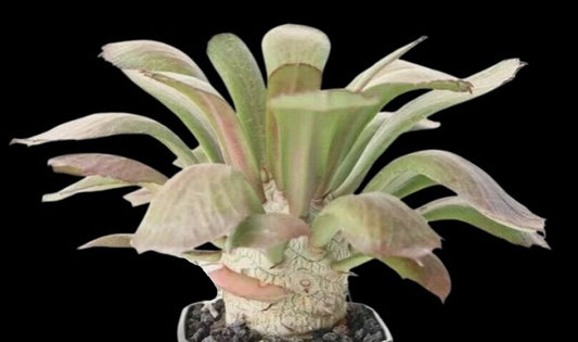 Euphorbia unispina 6 Pieces Seeds