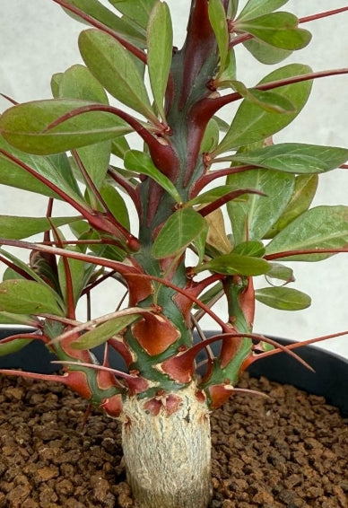 Fouquieria fasciculata 10 Pieces Seeds