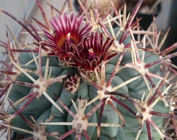 Glandulicactus mathssonii 10 Pieces Seeds