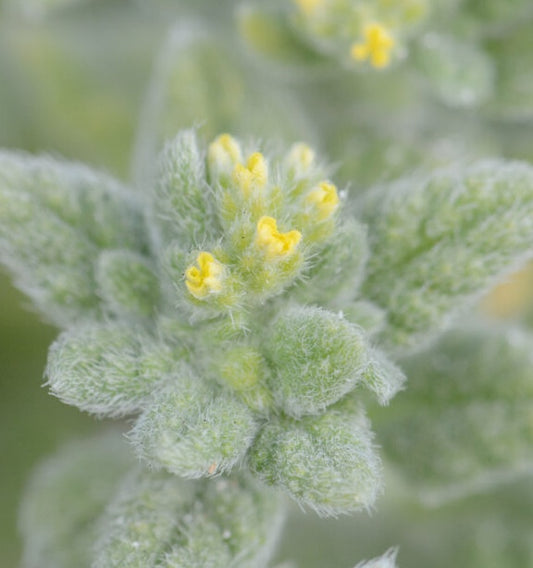 Heliotropium socotranum 5 Pieces Seeds
