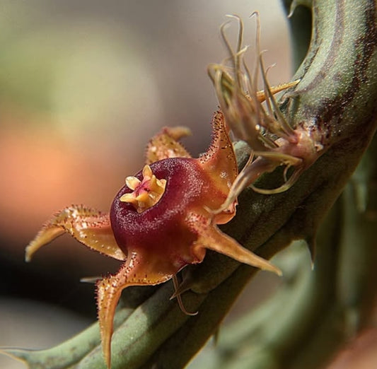 Huernia andreaeana 6 Pieces Seeds