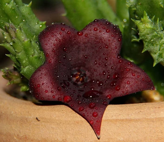 Huernia keniensis x Stapelia nudiflora 6 Pieces Seeds