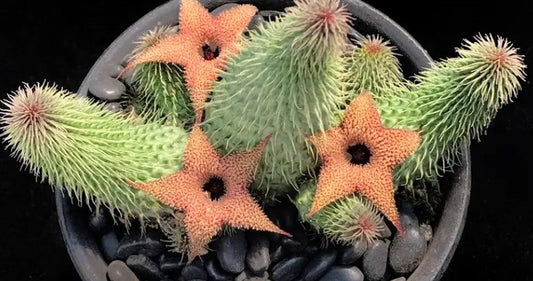 Huernia pillansii 5 Pieces Seeds