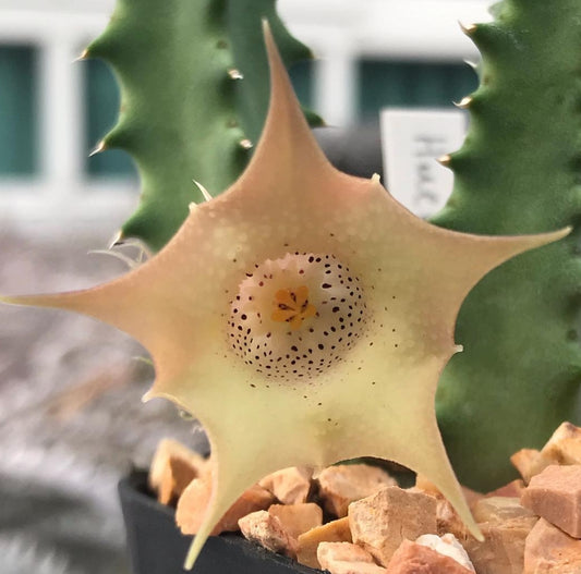 Huernia quinta 6 Pieces Seeds