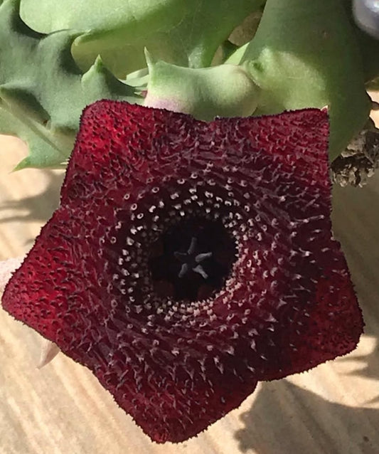 Huernia spiny norman 5 Pieces Seeds