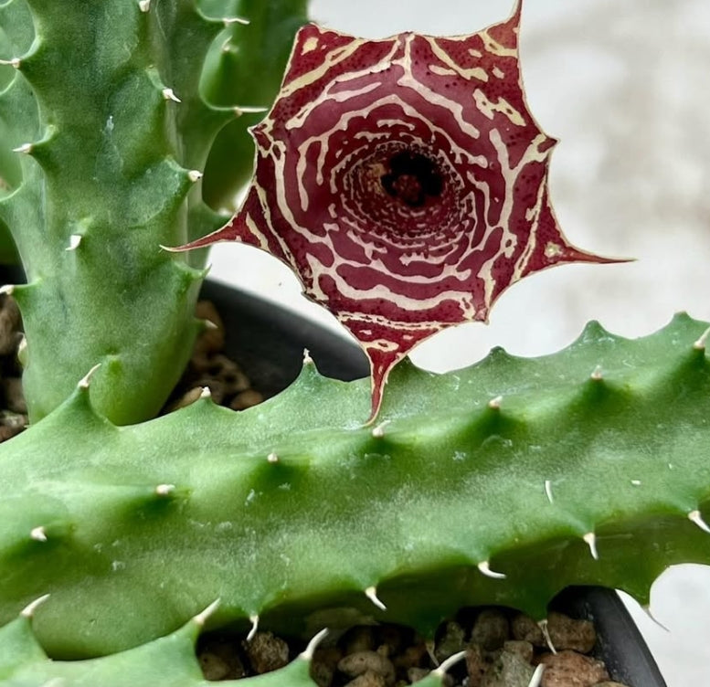 Huernia szunyogh hybrid 6 Pieces Seeds