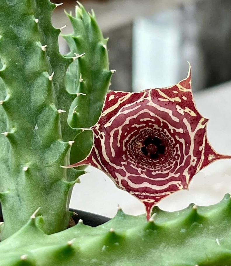 Huernia szunyogh hybrid 6 Pieces Seeds