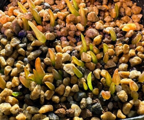 Bulbine bruynsii 5 Pieces Seeds