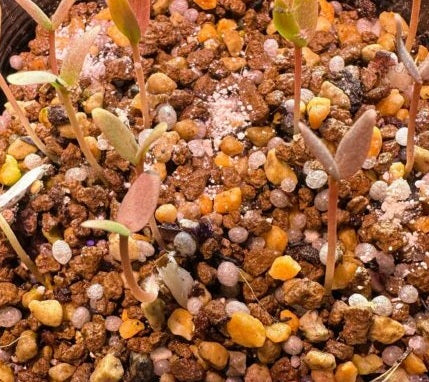 Fouquieria shrevei 6 Pieces Seeds