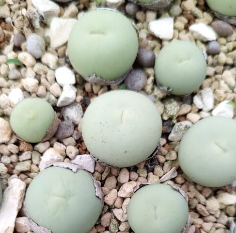 Conophytum calculus 10 Pieces Seeds