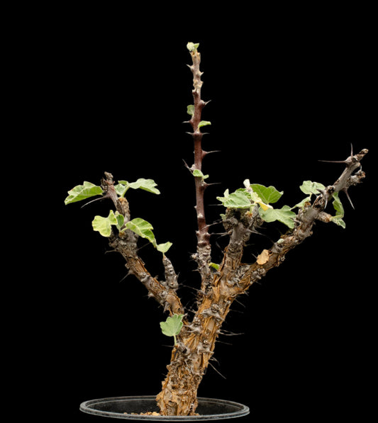 Jatropha Dichtar 12 Pieces Seeds