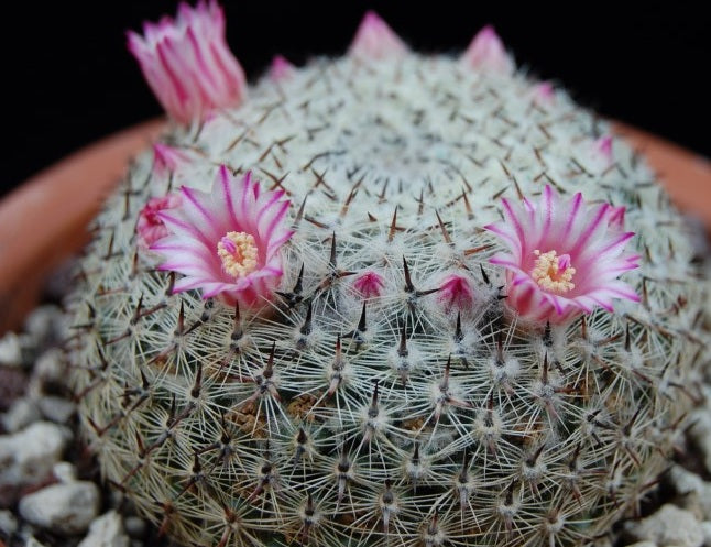 Mammillaria brauneana 15 Pieces Seeds