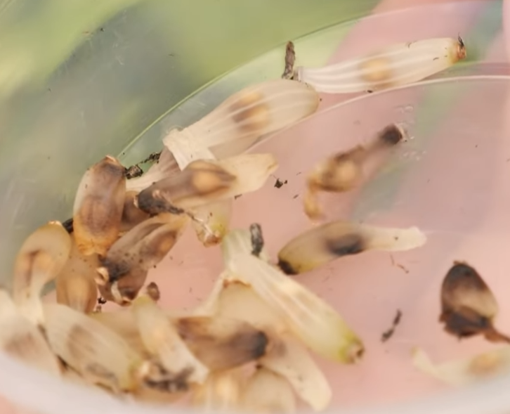 Myrmephytum Arfakianum 6 Pieces Seeds