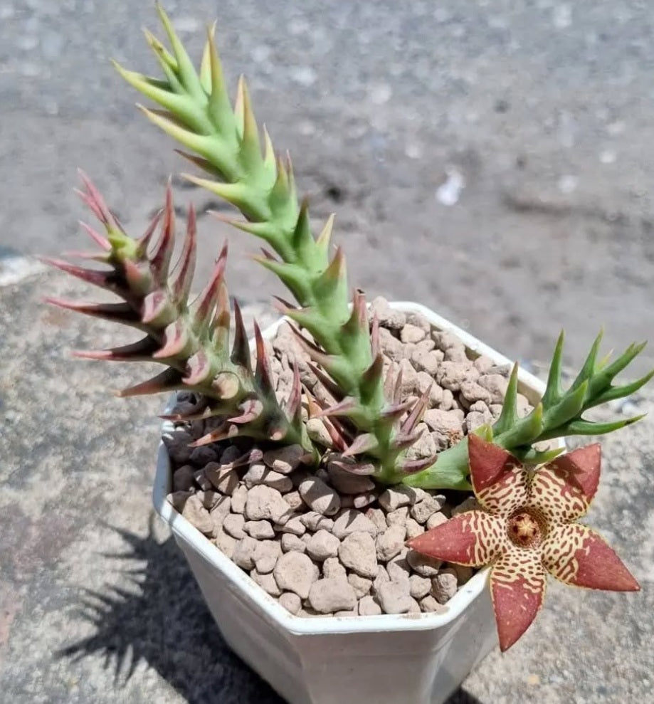 Orbea Longidens 6 Pieces Seeds
