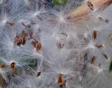 Orbea Longidens 6 Pieces Seeds