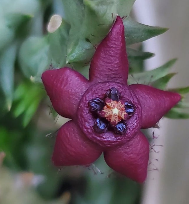 Orbea doldii 5 Pieces Seeds