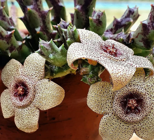 Orbea pulchella 5 Pieces Seeds