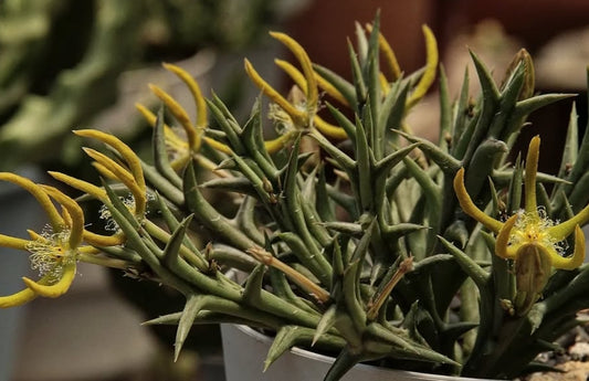 Orbea rogersii 5 Pieces Seeds