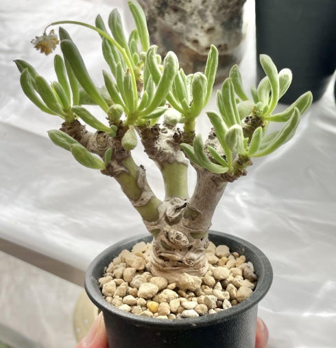 Othonna clavifolia 5 Pieces Seeds