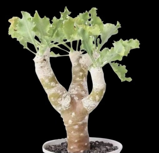 Othonna cremnophila 5 Pieces Seeds