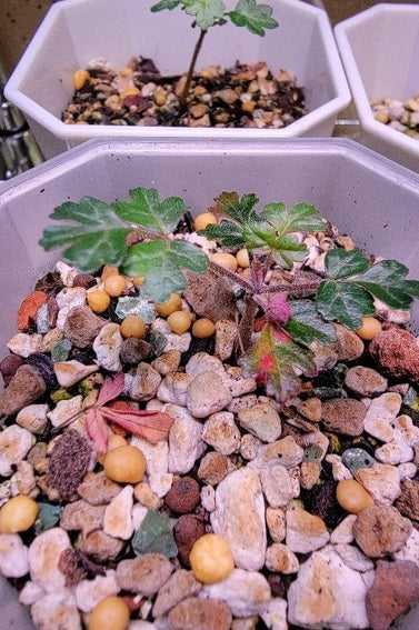 Pachycormus discolor 10 Pieces Seeds
