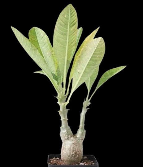 Pachypodium baronii ssp. windsorii 7 Pieces Seeds